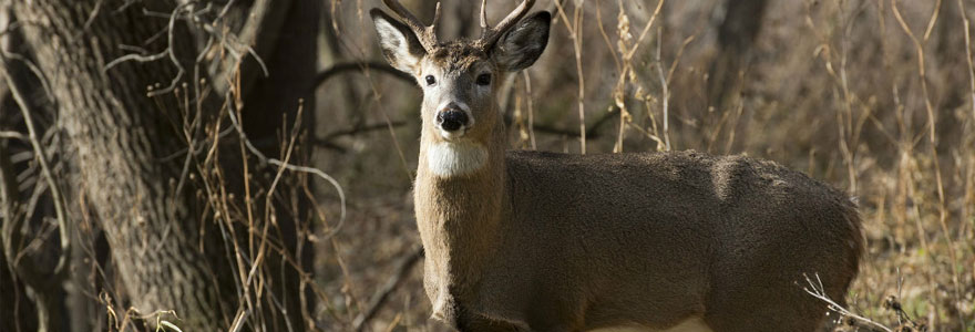 Club de la Chasse