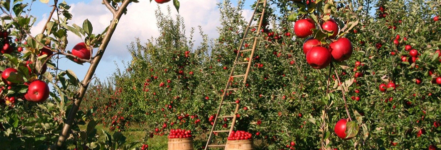 Les producteurs locaux et la vente des produits